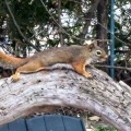 Squirrel 2025